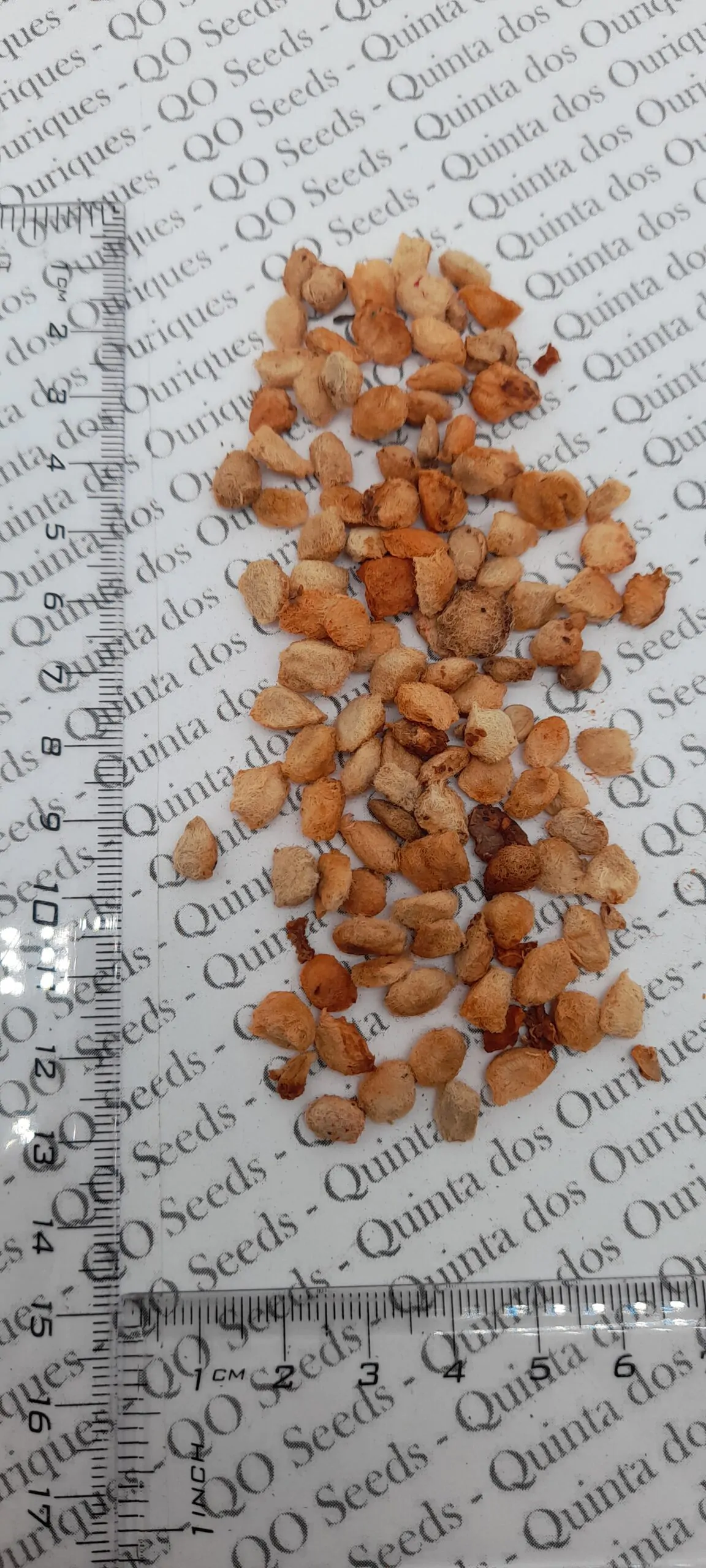 Aegle marmelos / Belou marmelos / Crateva marmelos - Bael, Bengal Quince, Golden Apple, Japanese Bitter Orange, Stone Apple, Wood Apple - Image 10