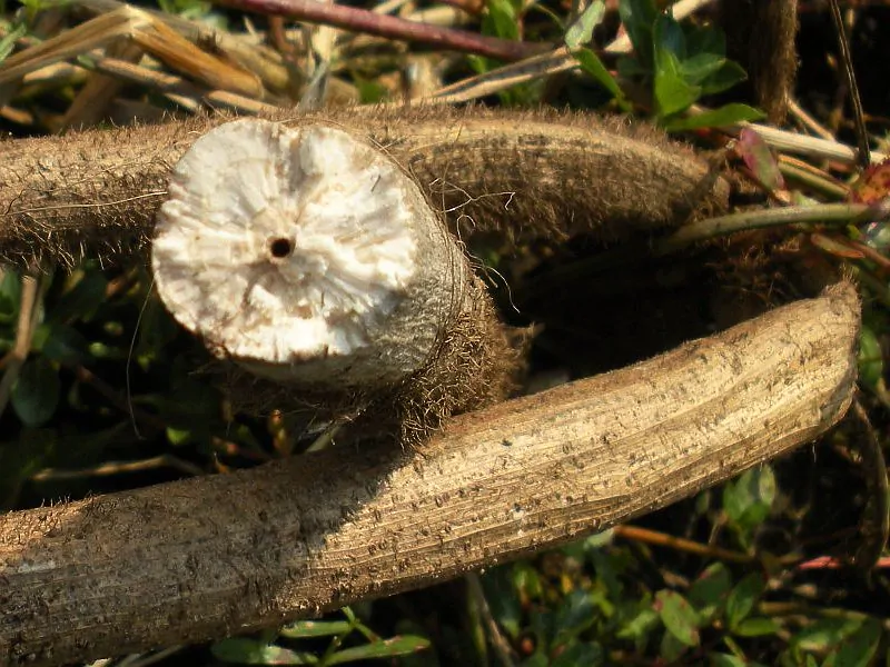 Aeschynomene aspera - Sola Pith Plant, Ambatch Wood