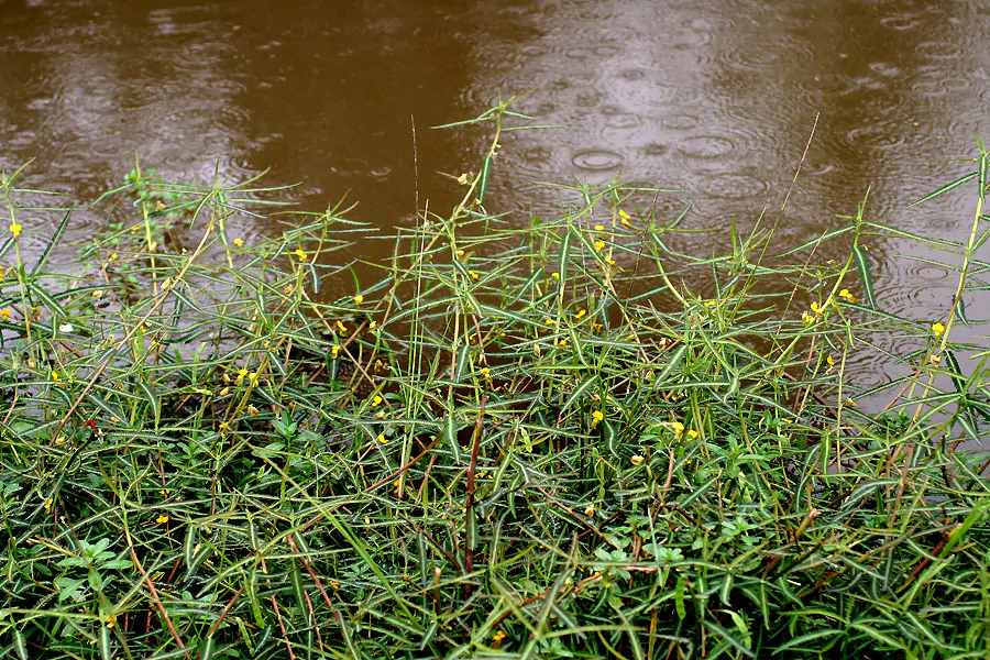 Aeschynomene aspera - Sola Pith Plant, Ambatch Wood - Image 3