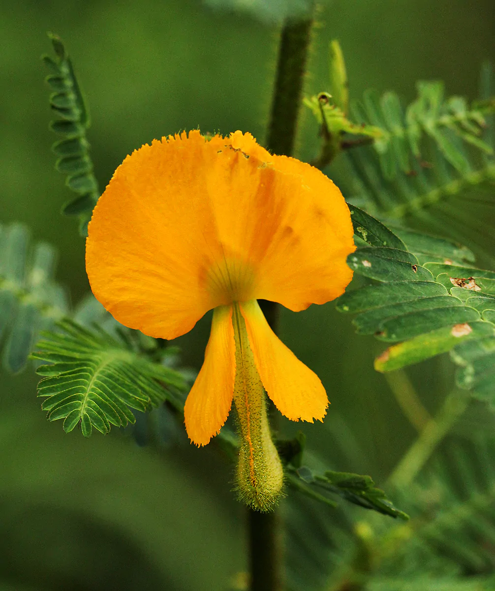 Aeschynomene aspera - Sola Pith Plant, Ambatch Wood - Image 4