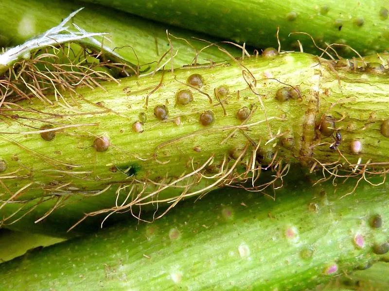 Aeschynomene aspera - Sola Pith Plant, Ambatch Wood - Image 5