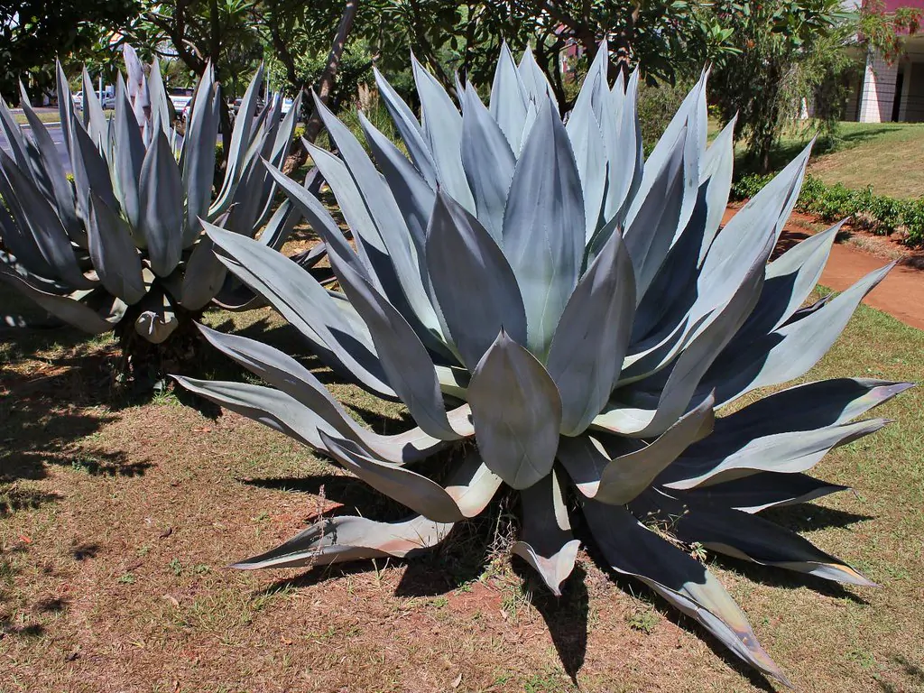 Agave americana / Agave altissima - Century Plant, Maguey, American Aloe - Image 2