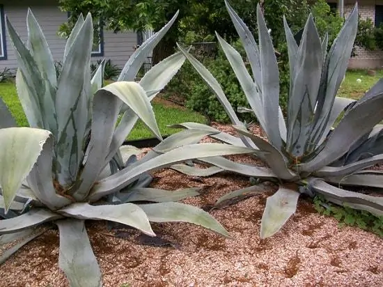 Agave americana / Agave altissima - Century Plant, Maguey, American Aloe - Image 4