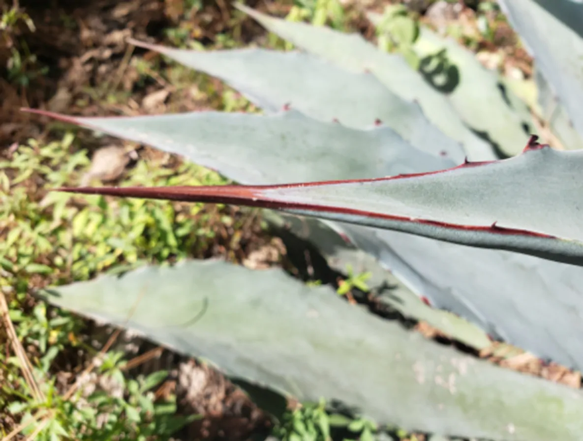 Agave americana / Agave altissima - Century Plant, Maguey, American Aloe - Image 6
