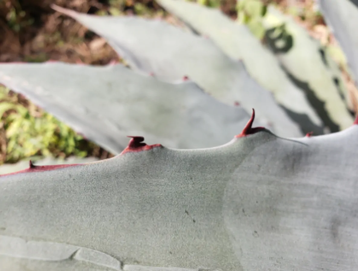 Agave americana / Agave altissima - Century Plant, Maguey, American Aloe - Image 7