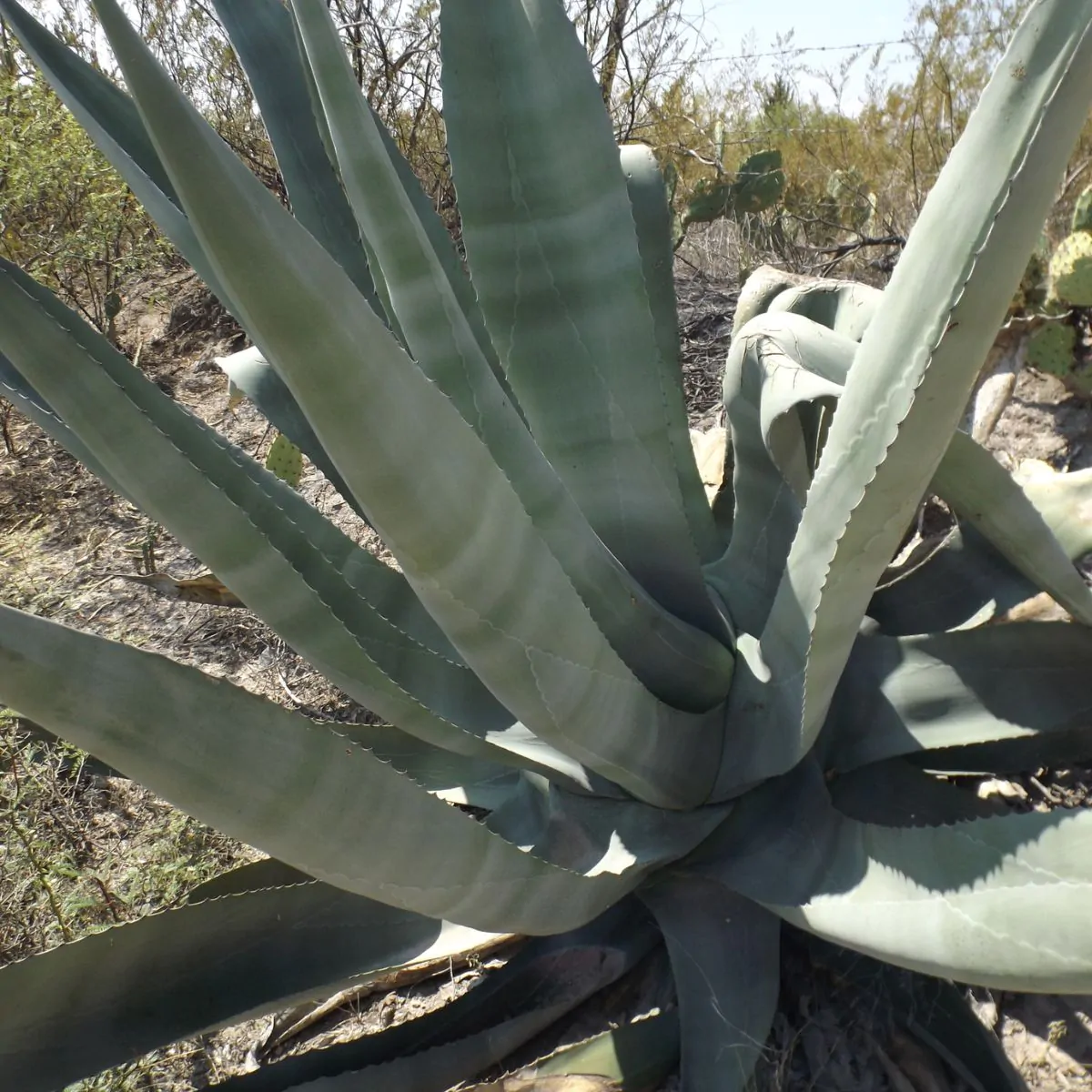 Agave americana / Agave altissima - Century Plant, Maguey, American Aloe - Image 8