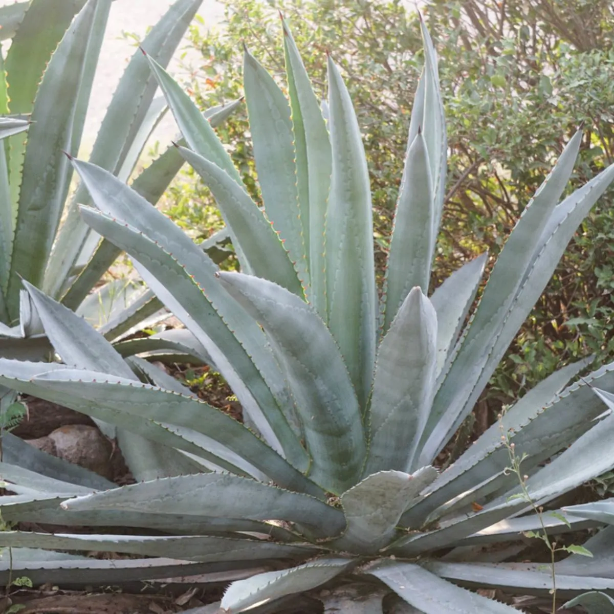 Agave americana / Agave altissima - Century Plant, Maguey, American Aloe - Image 9