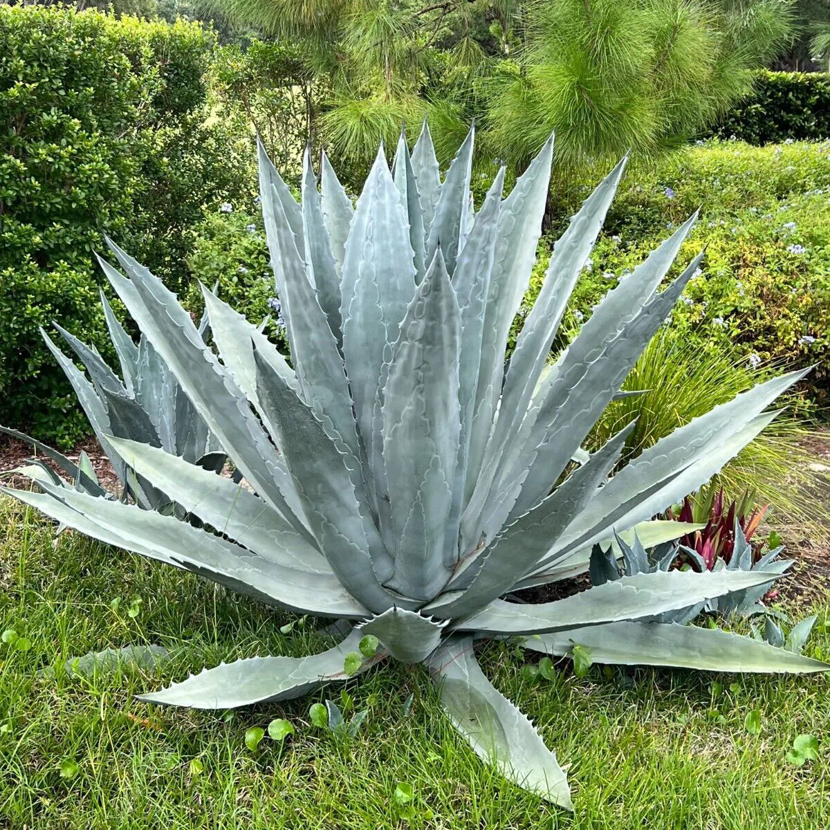 Agave americana / Agave altissima - Century Plant, Maguey, American Aloe - Image 10