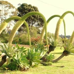Agave attenuata subsp. attenuata - Fox Tail Agave