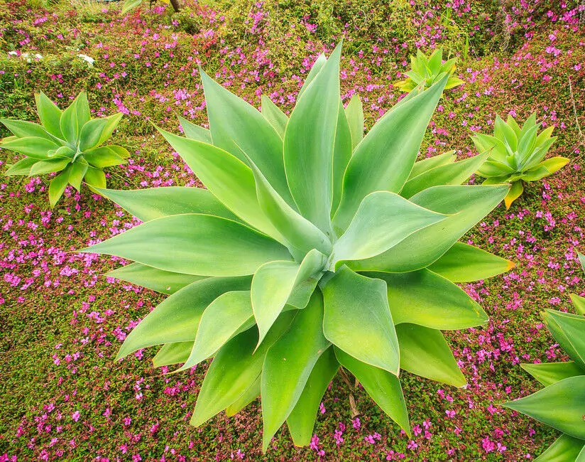 Agave attenuata subsp. attenuata - Fox Tail Agave - Image 2