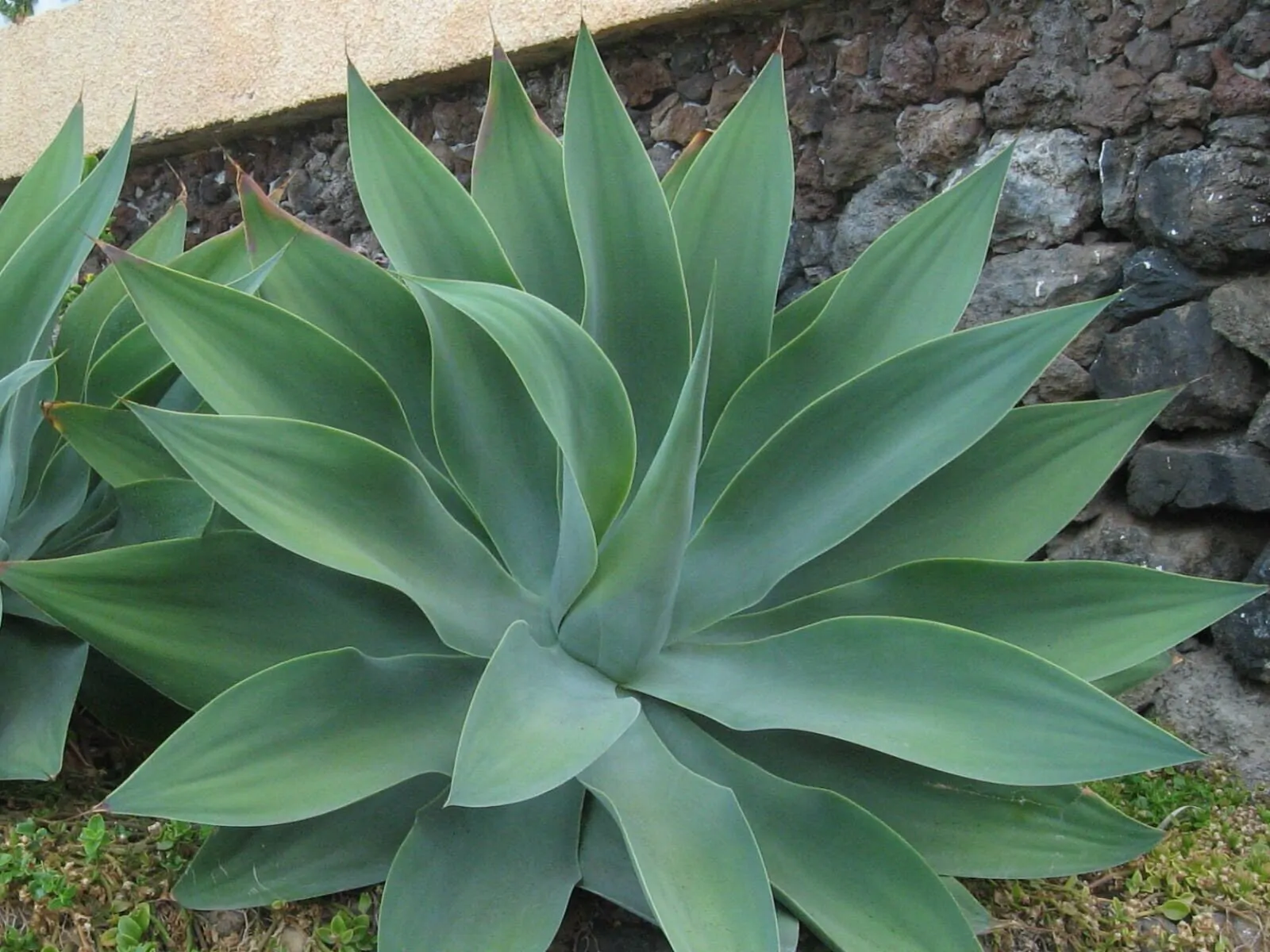 Agave attenuata subsp. attenuata - Fox Tail Agave - Image 4