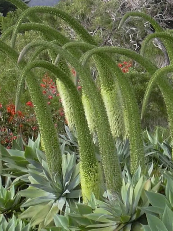 Agave attenuata subsp. attenuata - Fox Tail Agave - Image 6