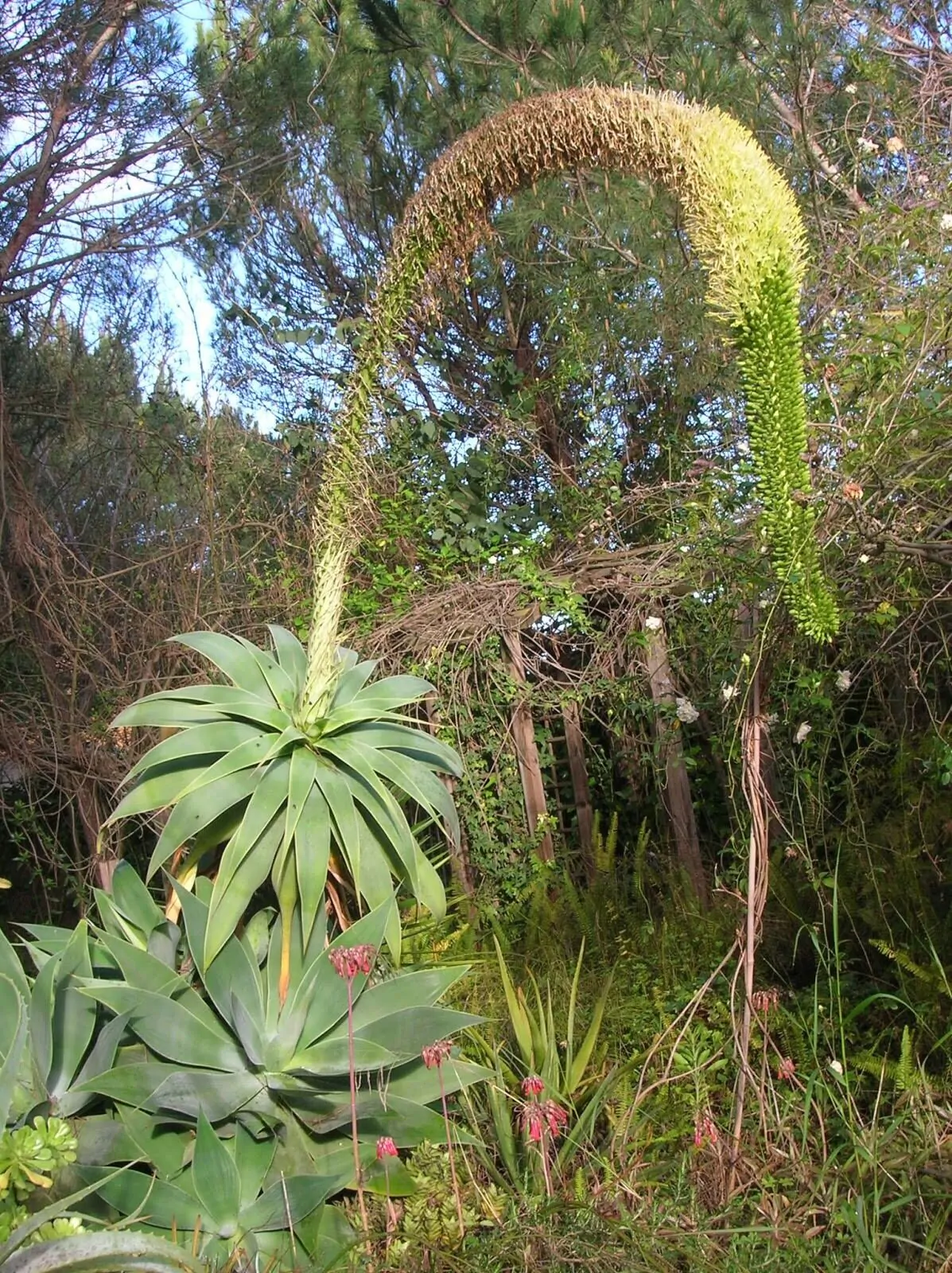 Agave attenuata subsp. attenuata - Fox Tail Agave - Image 8