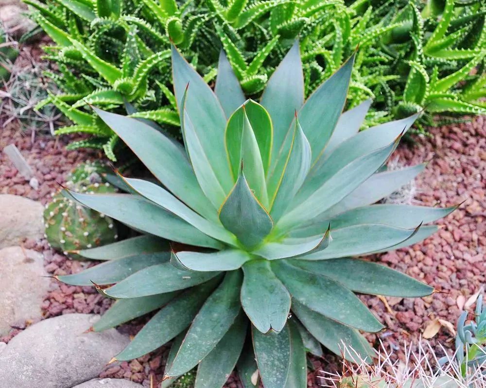 Agave attenuata subsp. attenuata - Fox Tail Agave - Image 9