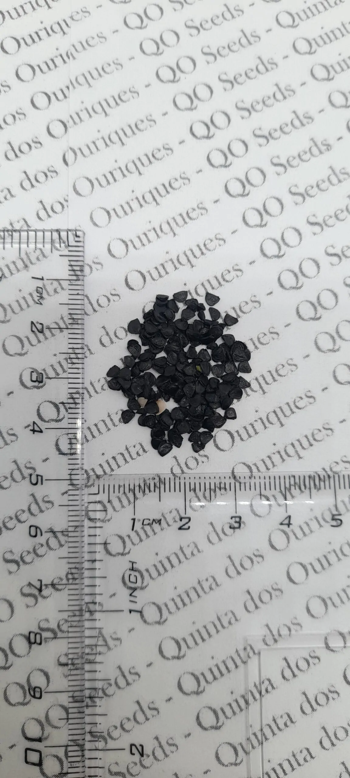 Agave attenuata subsp. attenuata - Fox Tail Agave - Image 10