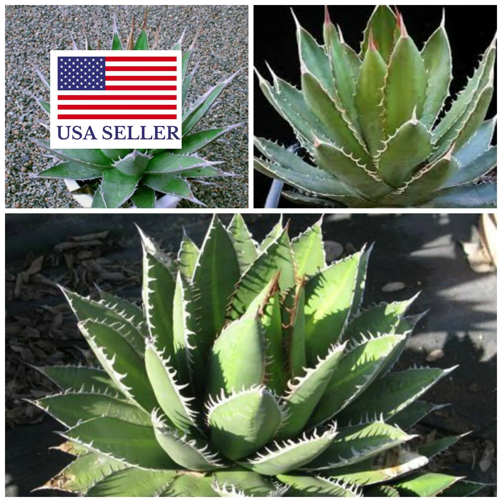 Agave ghiesbreghtii - Purpus Agave, Agave Purpusorum - Image 2