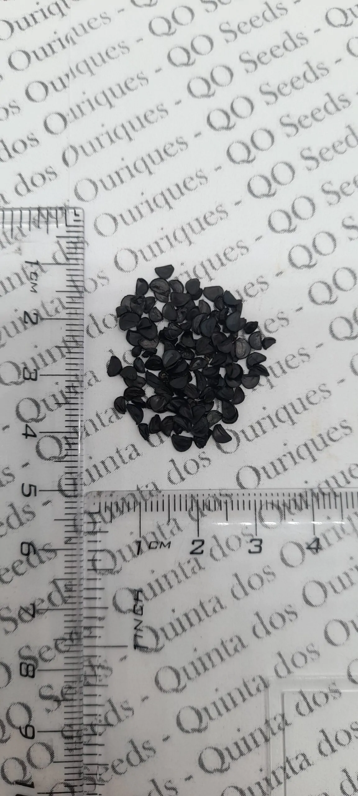 Agave ghiesbreghtii - Purpus Agave, Agave Purpusorum - Image 3