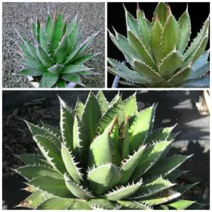 Agave ghiesbreghtii - Purpus Agave, Agave Purpusorum