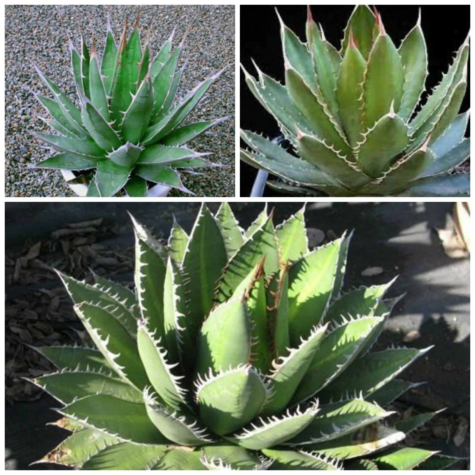 Agave ghiesbreghtii - Purpus Agave, Agave Purpusorum