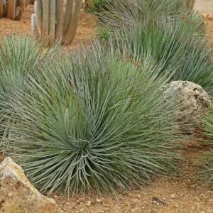 Agave striata subsp. striata - Espadin, Ngopanie Aloe, Hedgehog Agave, Rabo de León