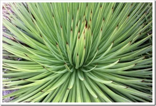 Agave striata subsp. striata - Espadin, Ngopanie Aloe, Hedgehog Agave, Rabo de León - Image 4
