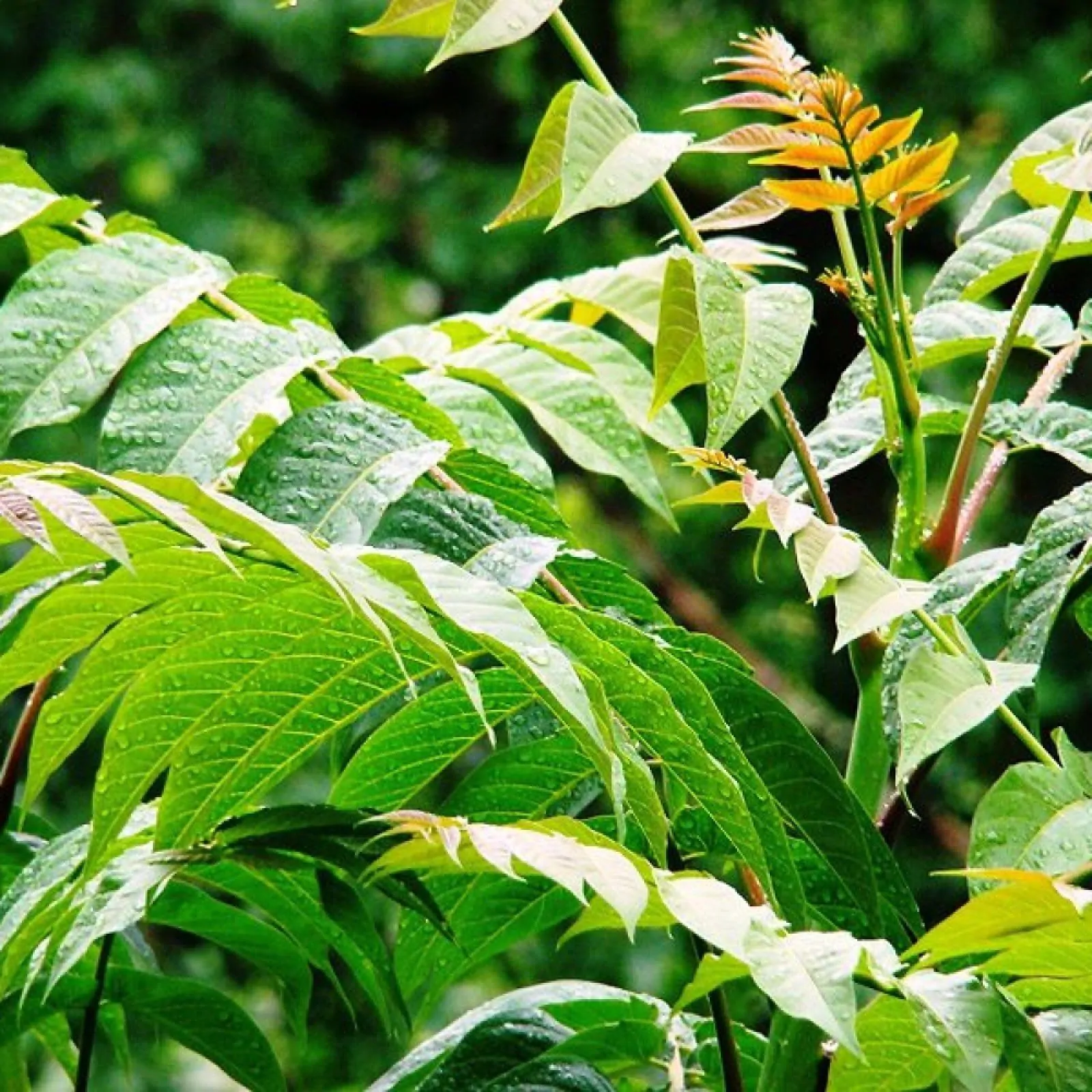 Ailanthus altissima - Tree of Heaven