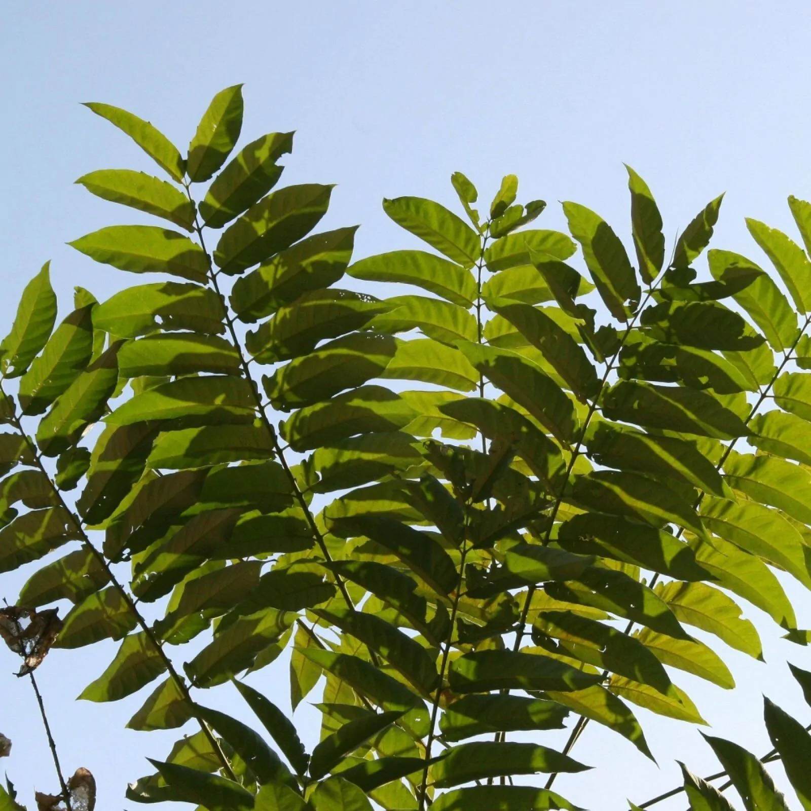 Ailanthus altissima - Tree of Heaven - Image 2