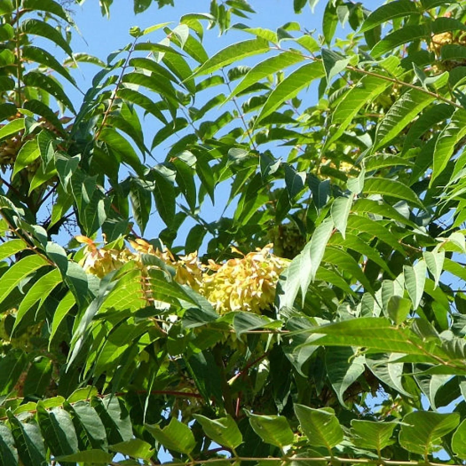 Ailanthus altissima - Tree of Heaven - Image 4