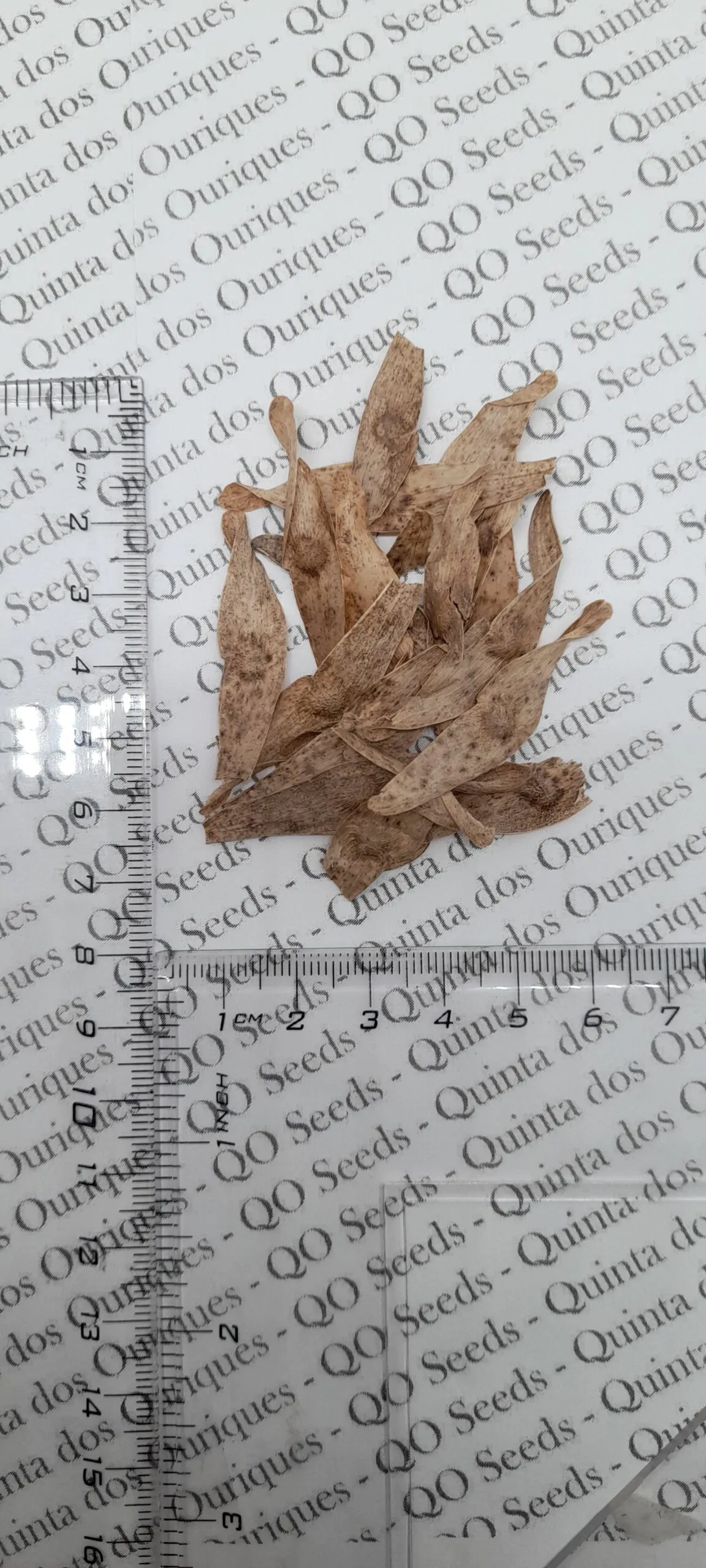 Ailanthus altissima - Tree of Heaven - Image 5