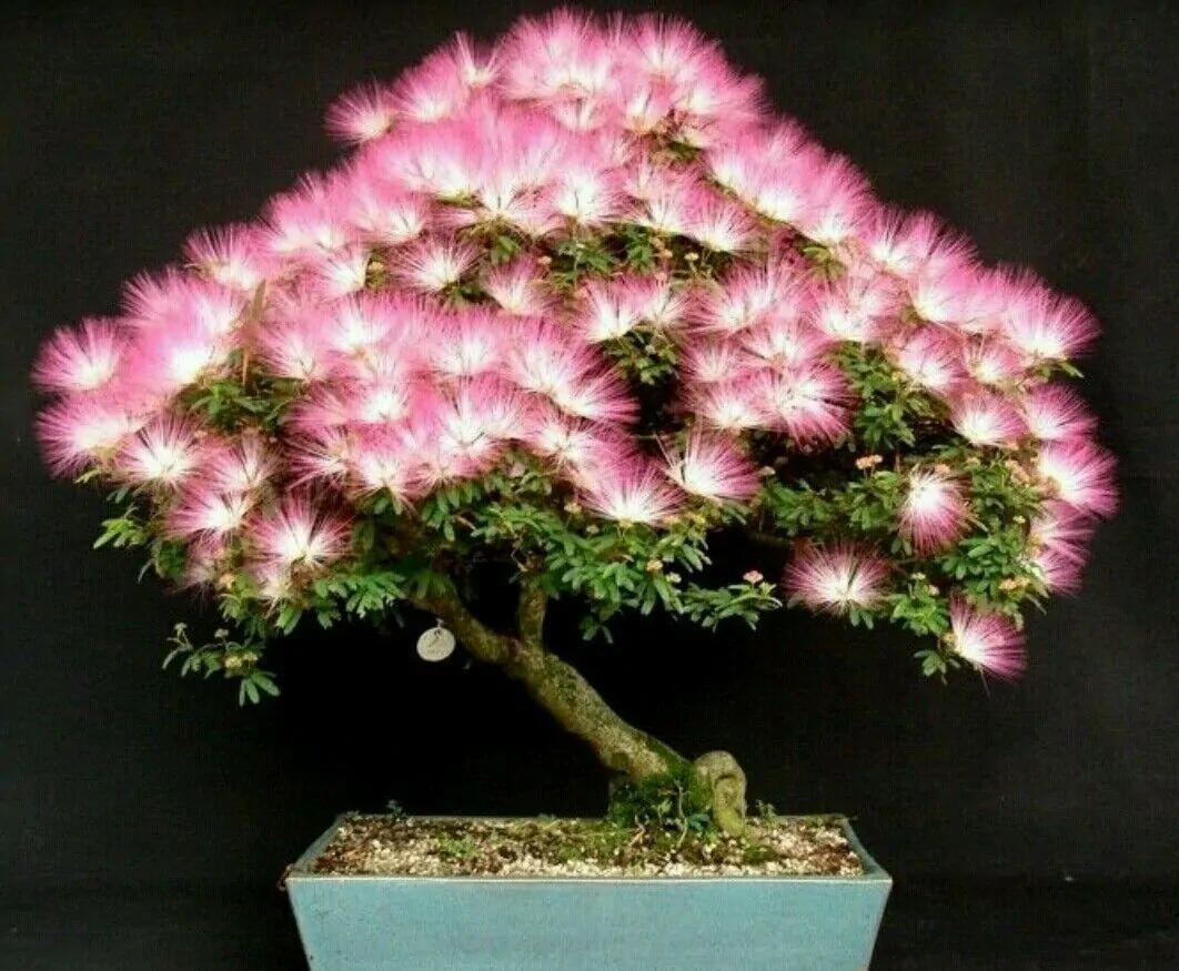 Albizia julibrissin var. rosea - Pink Silk Tree, Mimosa Tree, Persian Silk Tree