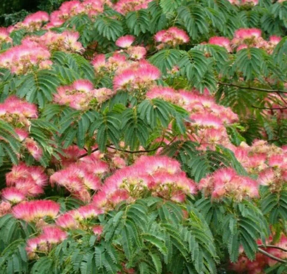 Albizia julibrissin var. rosea - Pink Silk Tree, Mimosa Tree, Persian Silk Tree - Image 2