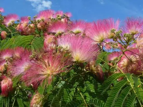 Albizia julibrissin var. rosea - Pink Silk Tree, Mimosa Tree, Persian Silk Tree - Image 3