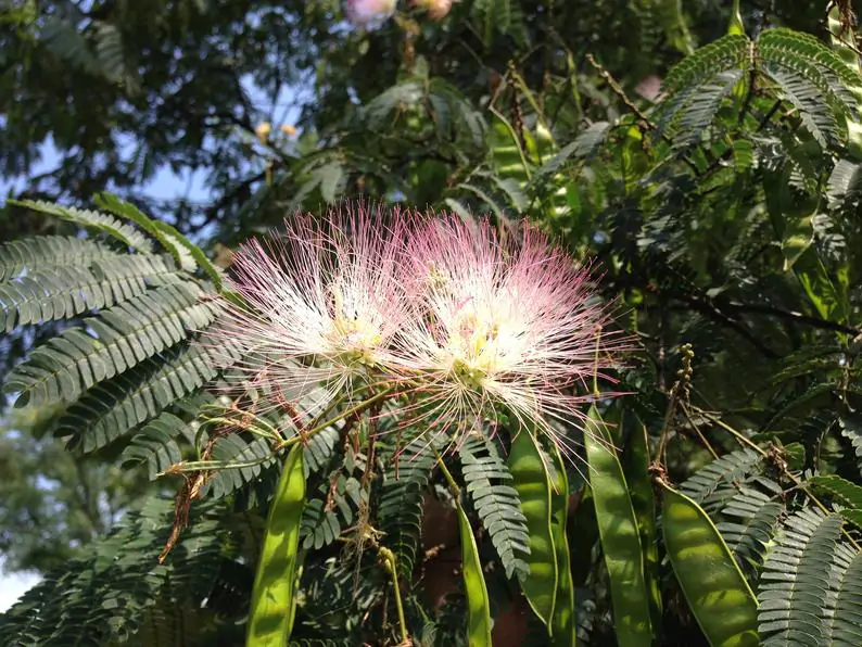 Albizia julibrissin var. rosea - Pink Silk Tree, Mimosa Tree, Persian Silk Tree - Image 4