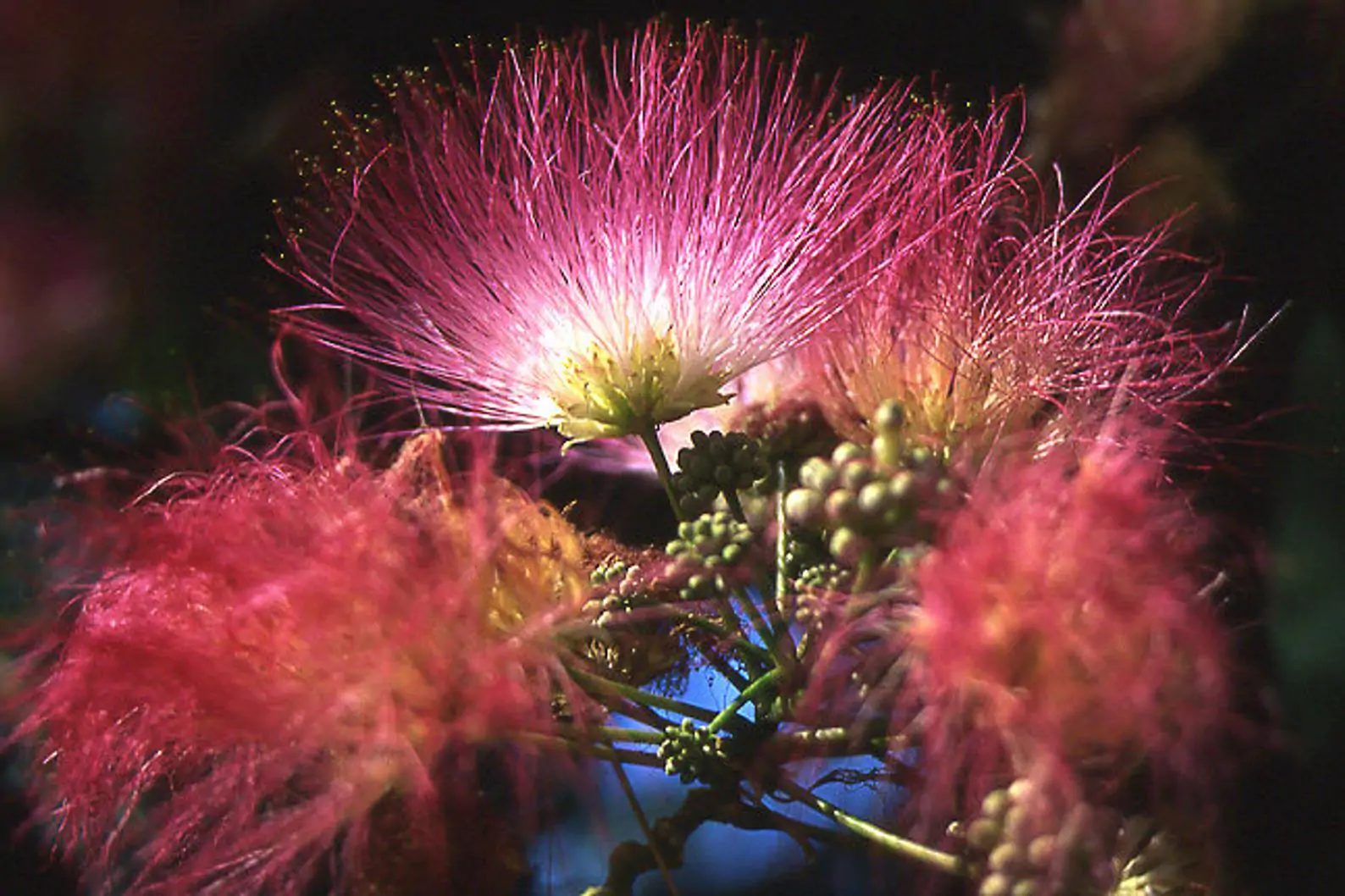Albizia julibrissin var. rosea - Pink Silk Tree, Mimosa Tree, Persian Silk Tree - Image 5