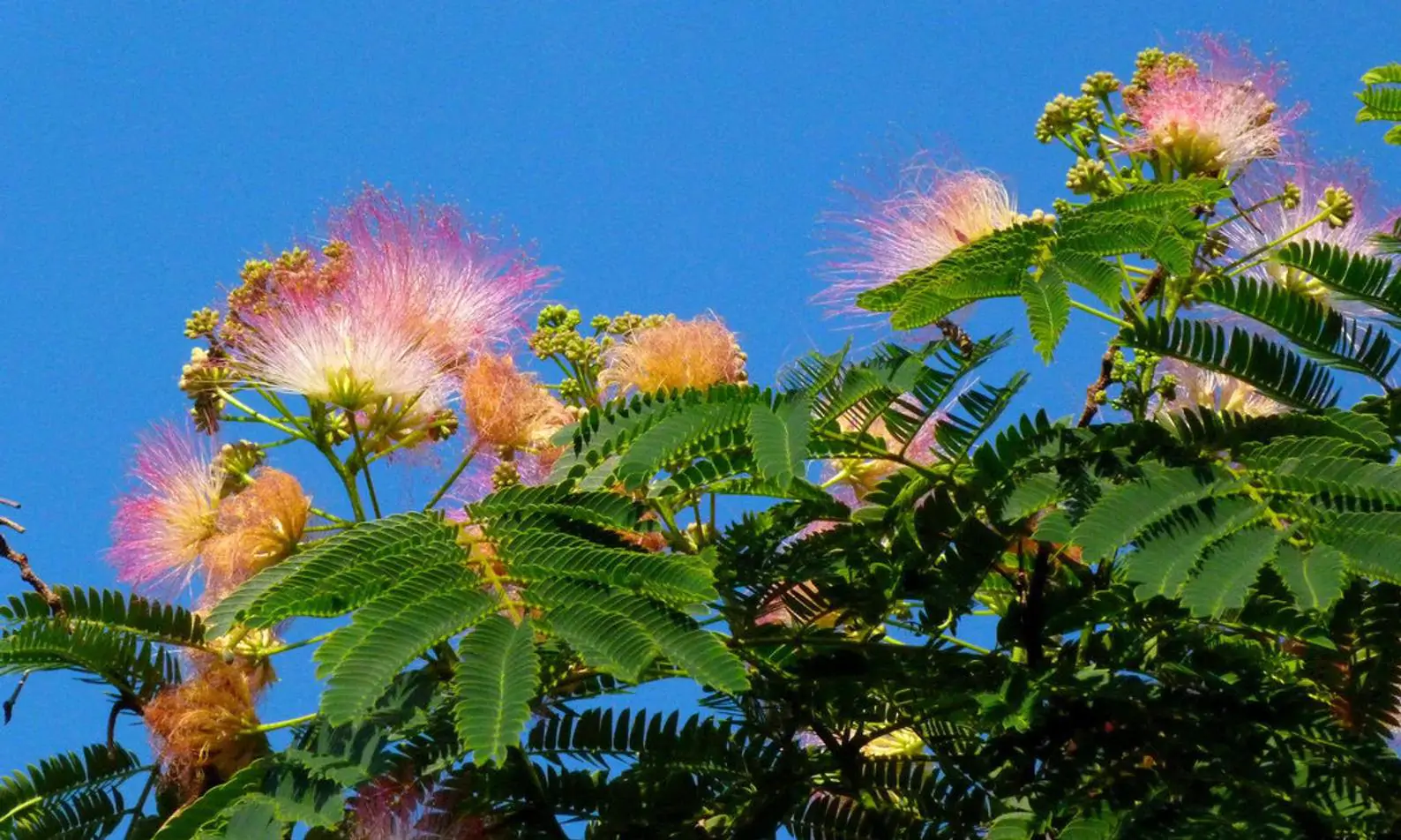 Albizia julibrissin var. rosea - Pink Silk Tree, Mimosa Tree, Persian Silk Tree - Image 6