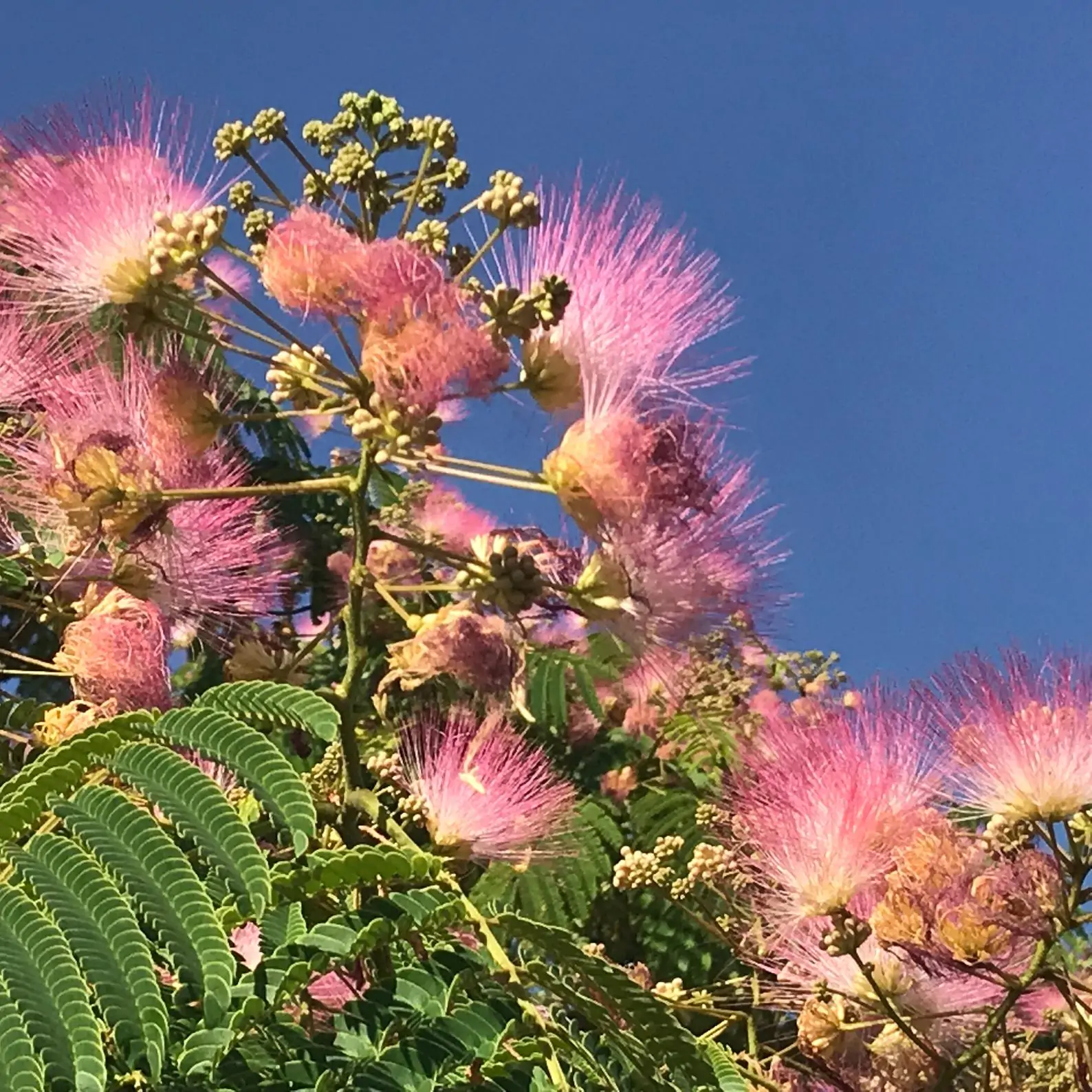 Albizia julibrissin var. rosea - Pink Silk Tree, Mimosa Tree, Persian Silk Tree - Image 7