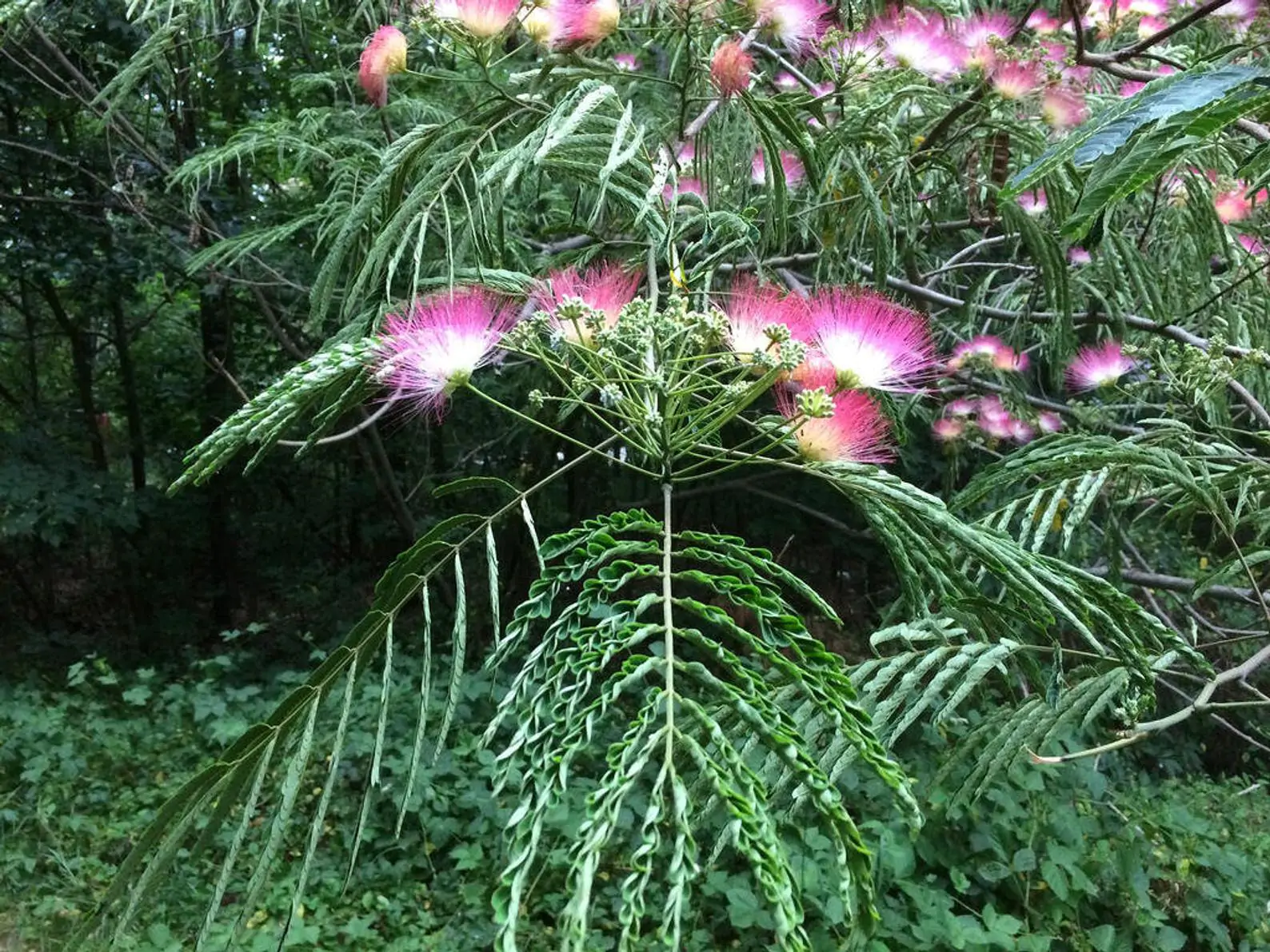 Albizia julibrissin var. rosea - Pink Silk Tree, Mimosa Tree, Persian Silk Tree - Image 8