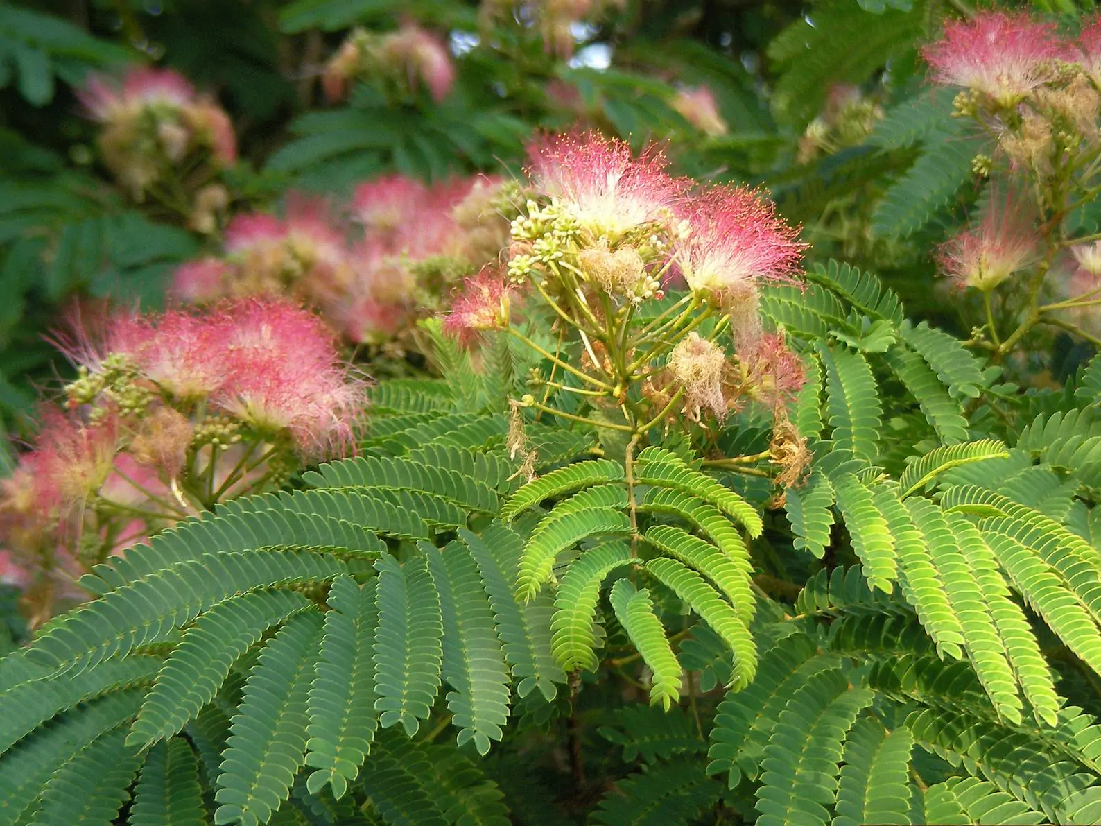 Albizia julibrissin var. rosea - Pink Silk Tree, Mimosa Tree, Persian Silk Tree - Image 9