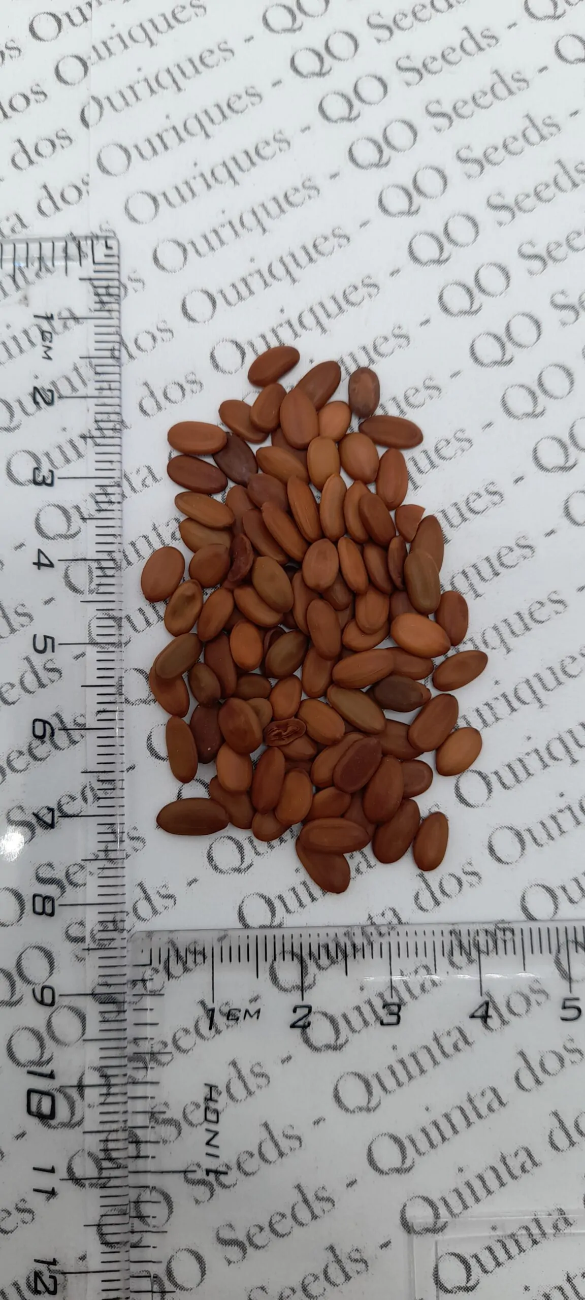 Albizia julibrissin var. rosea - Pink Silk Tree, Mimosa Tree, Persian Silk Tree - Image 10