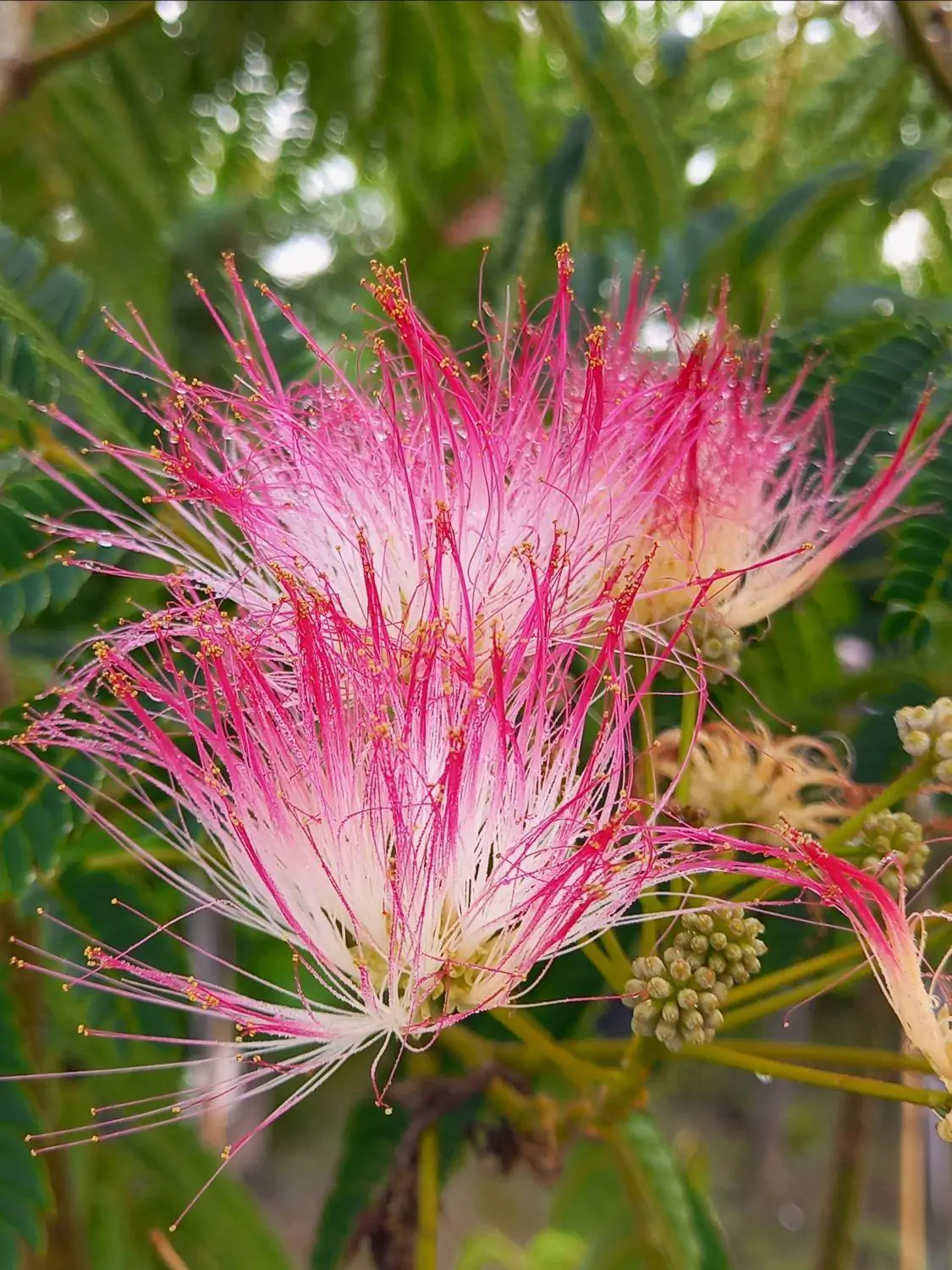Albizia julibrissin var. rosea - Pink Silk Tree, Mimosa Tree, Persian Silk Tree - Image 11