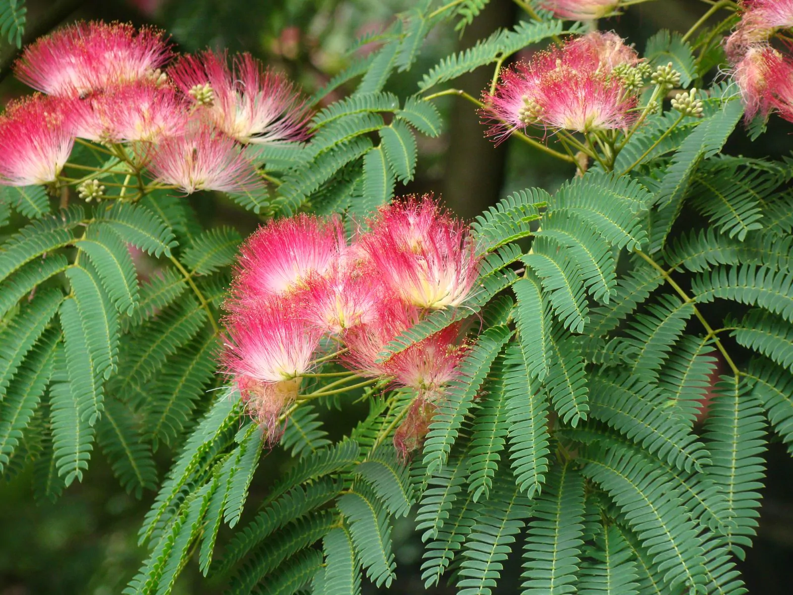 Albizia julibrissin var. rosea - Pink Silk Tree, Mimosa Tree, Persian Silk Tree - Image 12