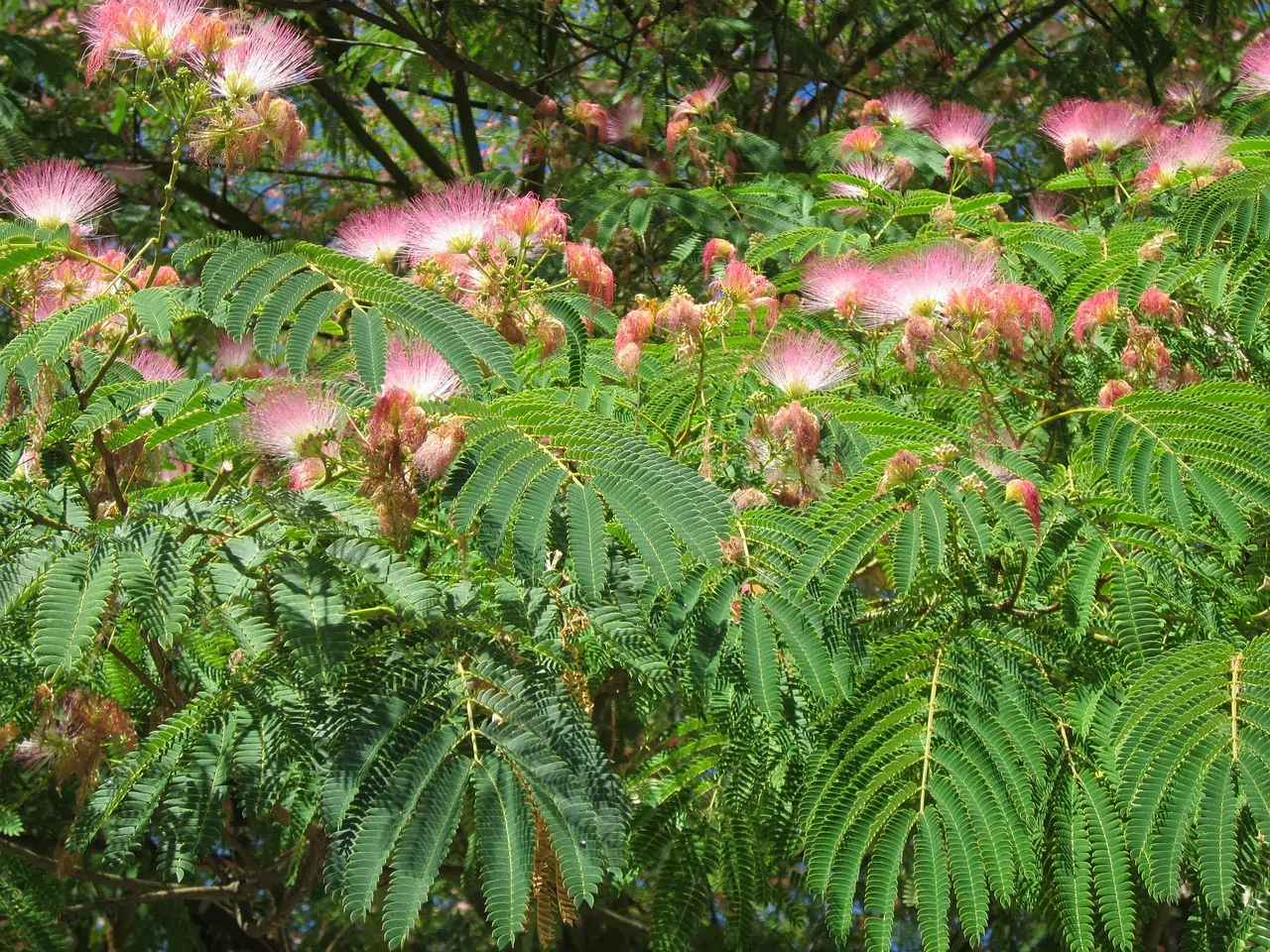 Albizia julibrissin var. rosea - Pink Silk Tree, Mimosa Tree, Persian Silk Tree - Image 13