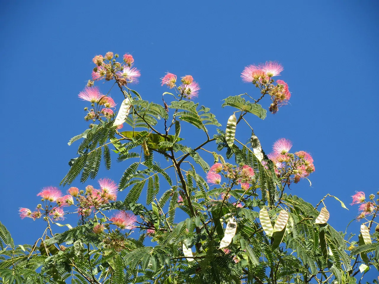 Albizia julibrissin var. rosea - Pink Silk Tree, Mimosa Tree, Persian Silk Tree - Image 14