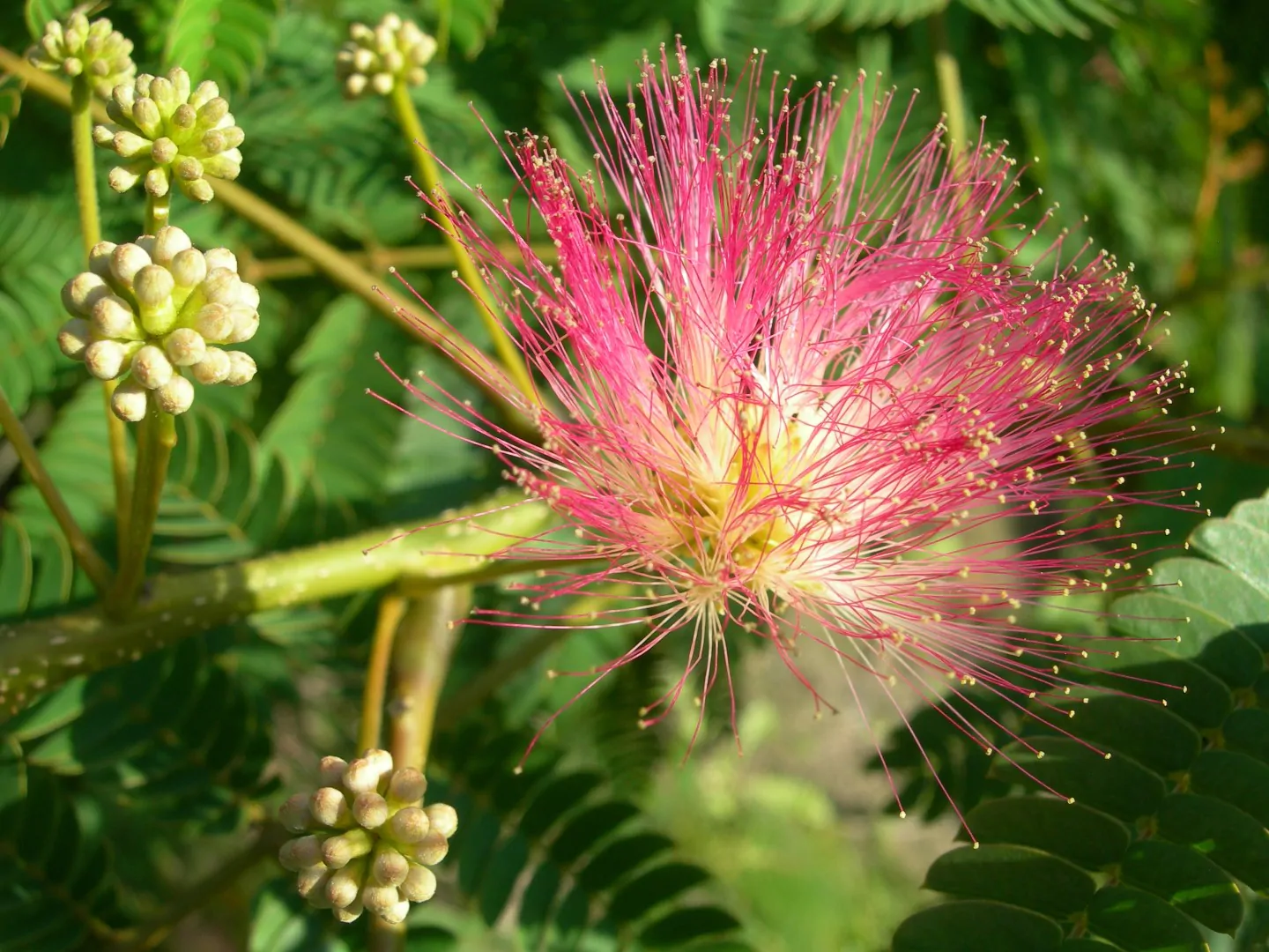 Albizia julibrissin var. rosea - Pink Silk Tree, Mimosa Tree, Persian Silk Tree - Image 15