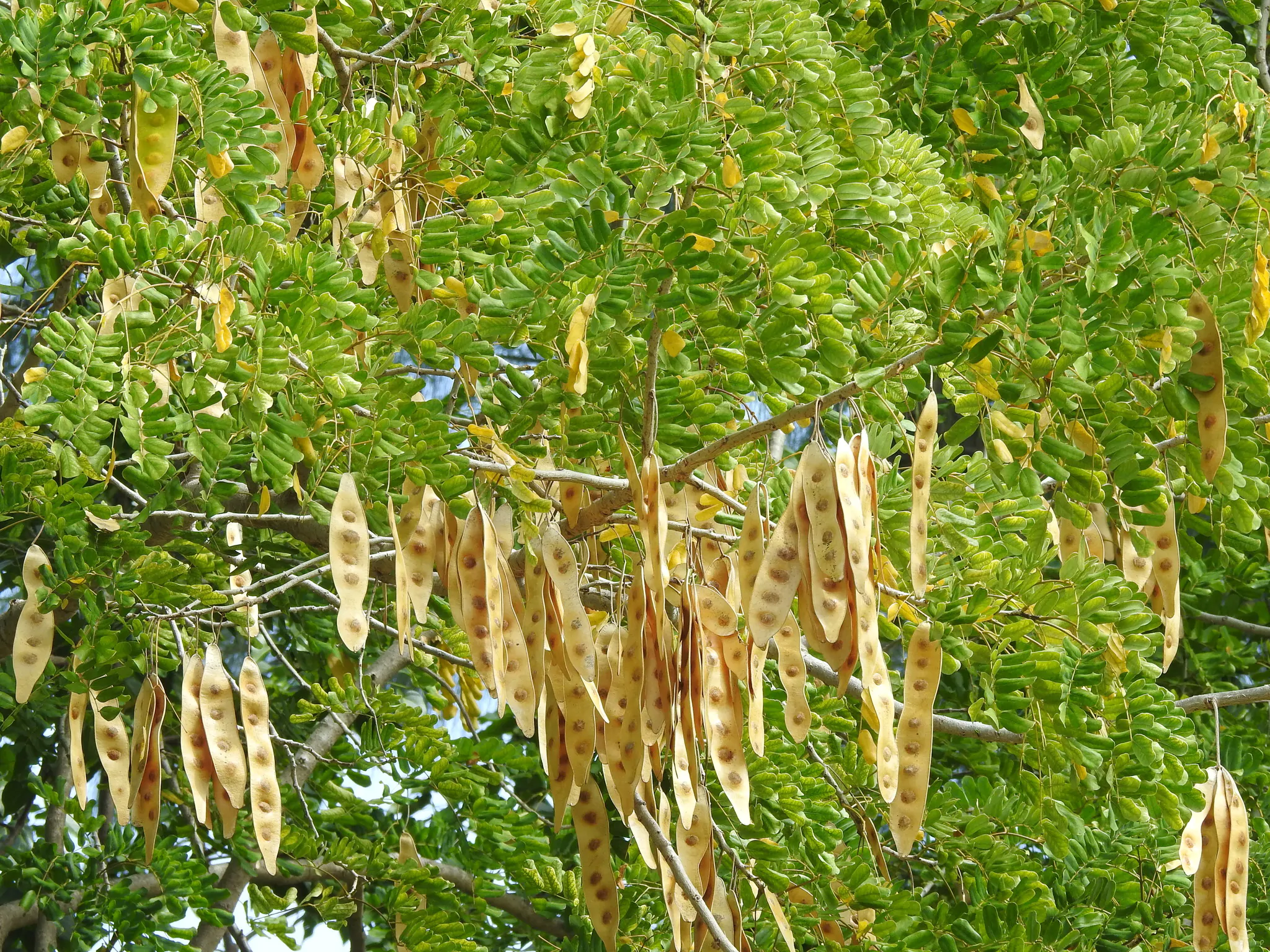 Albizia lebbeck - Sirisa, Siris, Lebbeck, Lebbek Tree, Flea Tree, Frywood, Koko, Woman'S Tongue Tree - Image 5