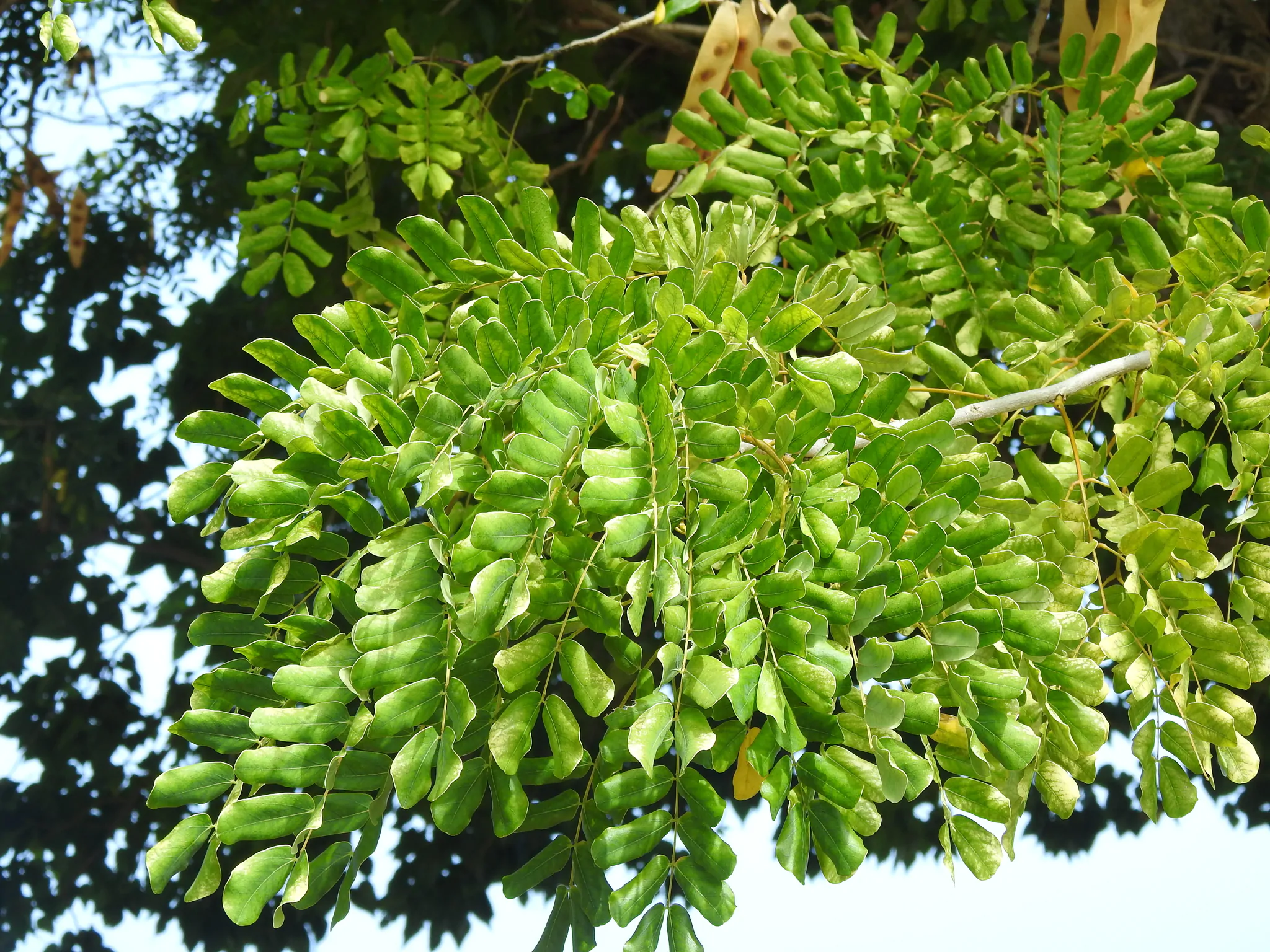 Albizia lebbeck - Sirisa, Siris, Lebbeck, Lebbek Tree, Flea Tree, Frywood, Koko, Woman'S Tongue Tree - Image 6