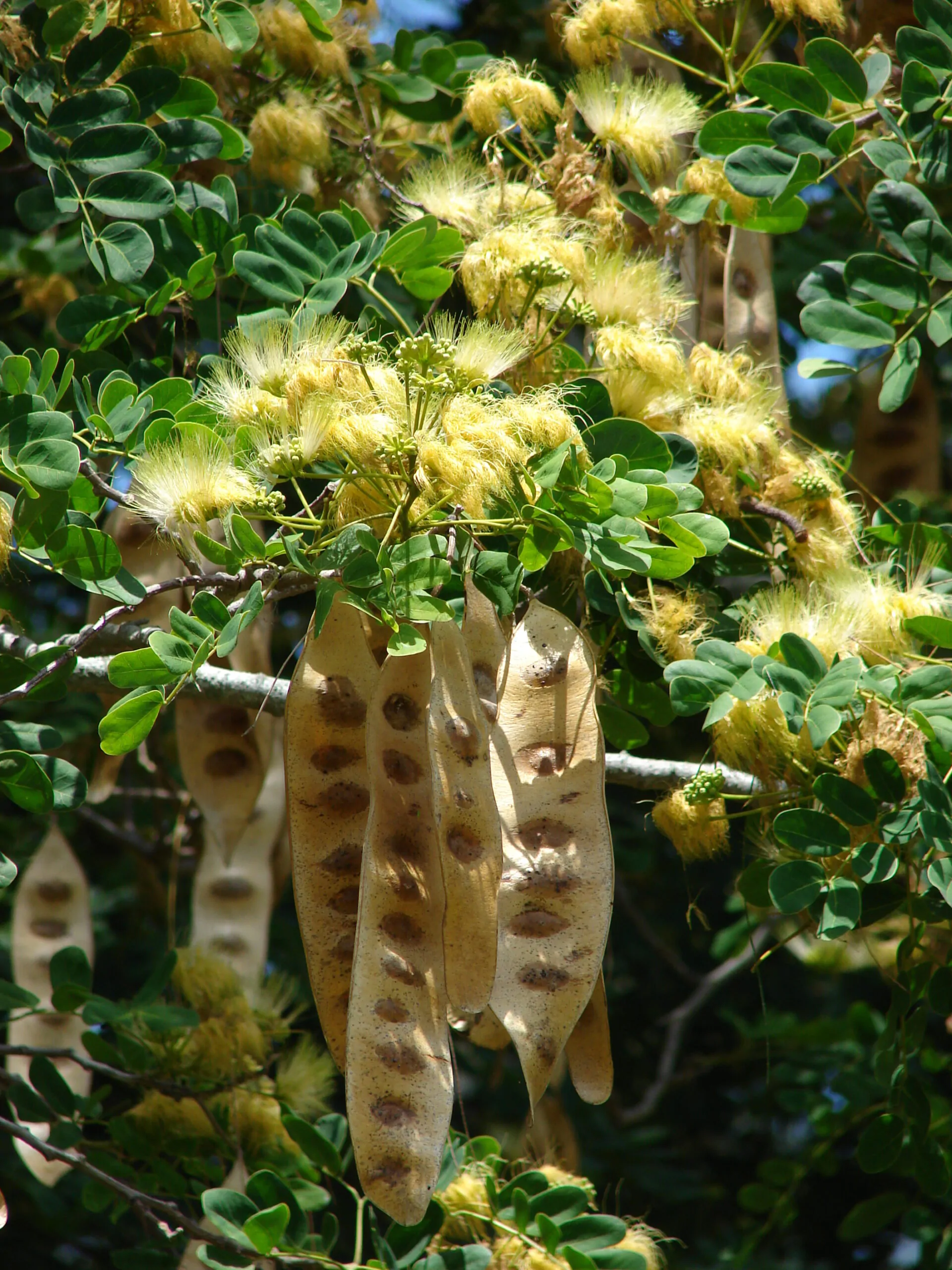 Albizia lebbeck - Sirisa, Siris, Lebbeck, Lebbek Tree, Flea Tree, Frywood, Koko, Woman'S Tongue Tree - Image 8