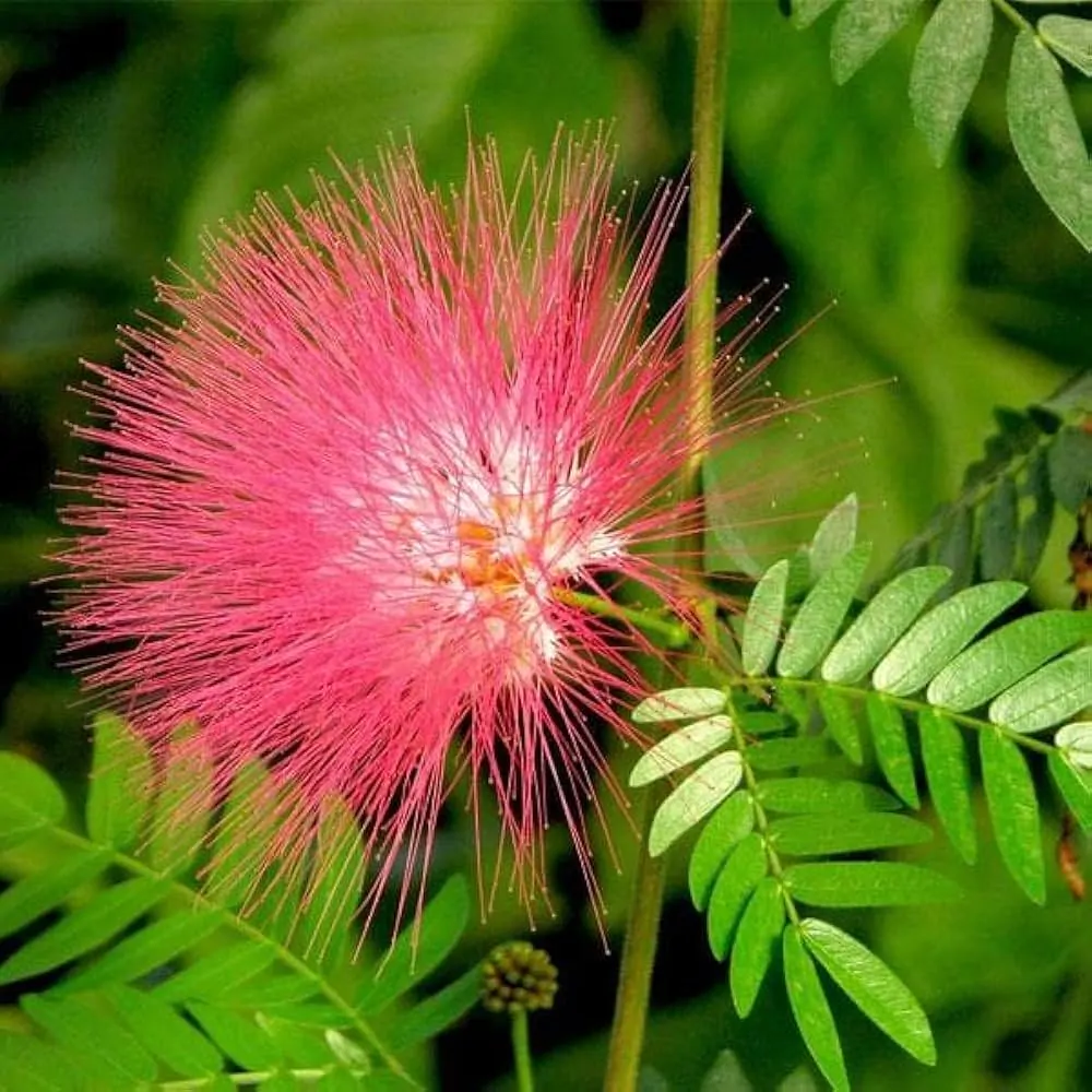 Albizia saman - Monkeypod, Rain Tree, Saman - Image 9