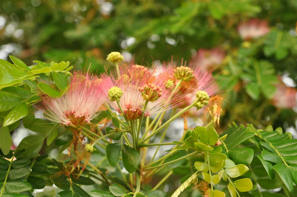 Albizia saman - Monkeypod, Rain Tree, Saman - Image 12