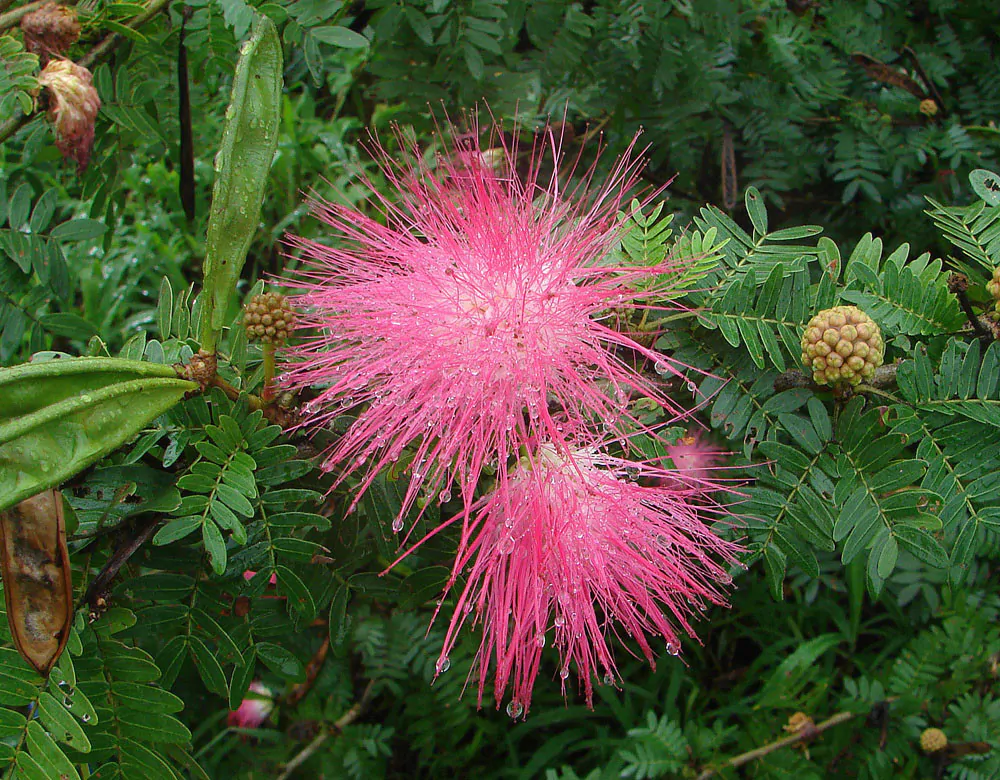 Albizia saman - Monkeypod, Rain Tree, Saman - Image 13